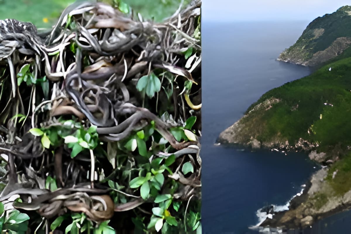 ¿Dónde se encuentra la Isla de las Cobras, repleta de serpientes venenosas?