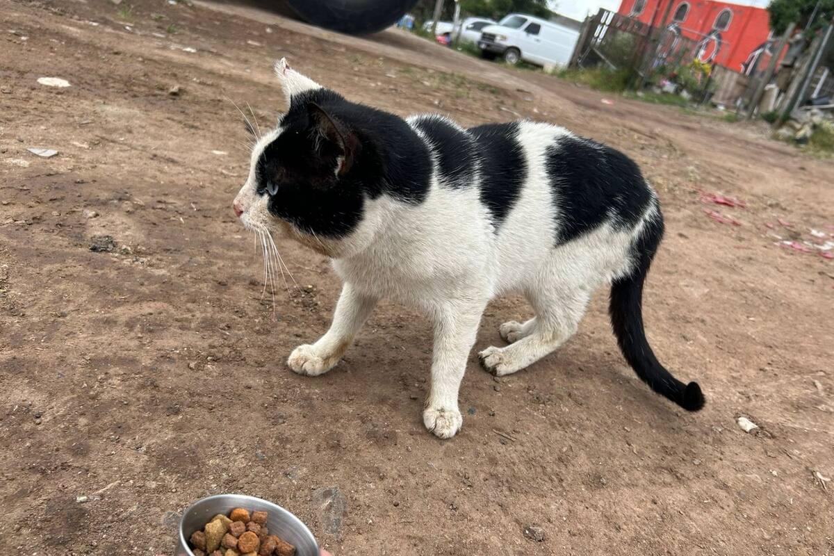 Rescatista busca apoyo para rehabilitar refugio para gatos abandonados