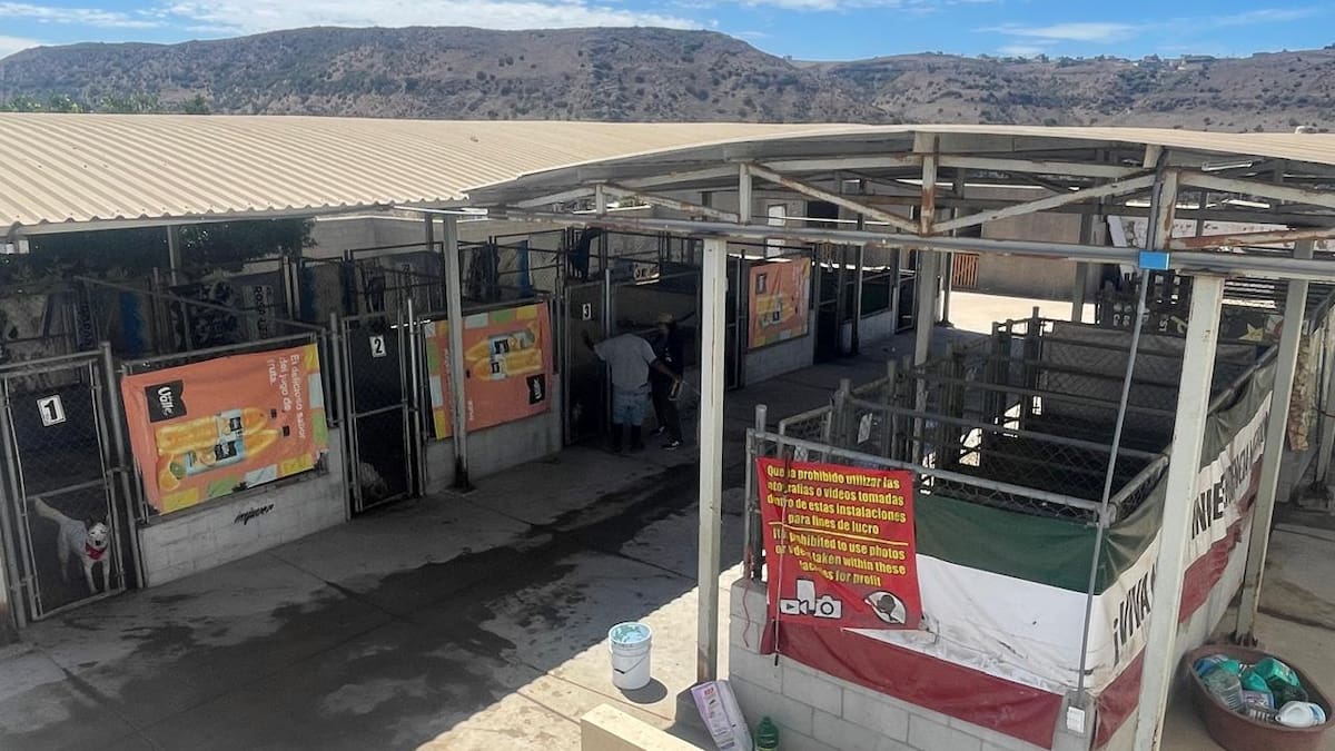 Voluntariado transforma el destino de los perritos de Control Animal en Rosarito