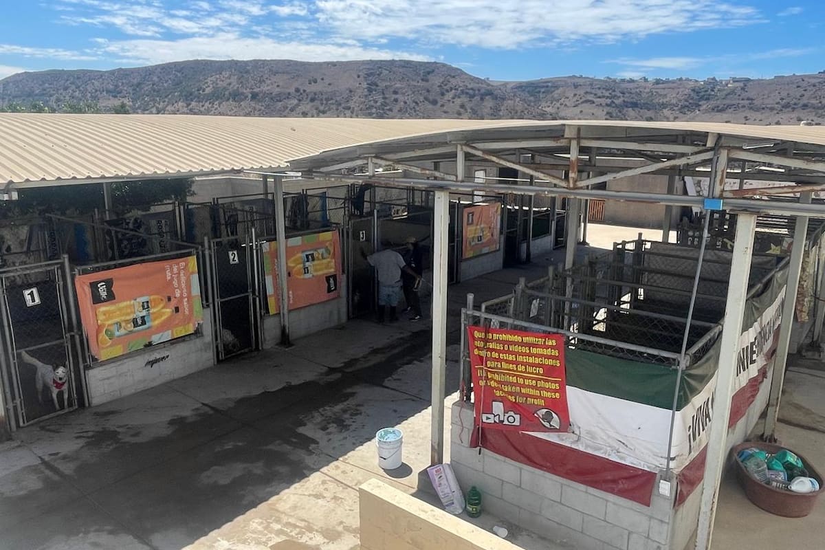 Voluntariado transforma el destino de los perritos de Control Animal en Rosarito