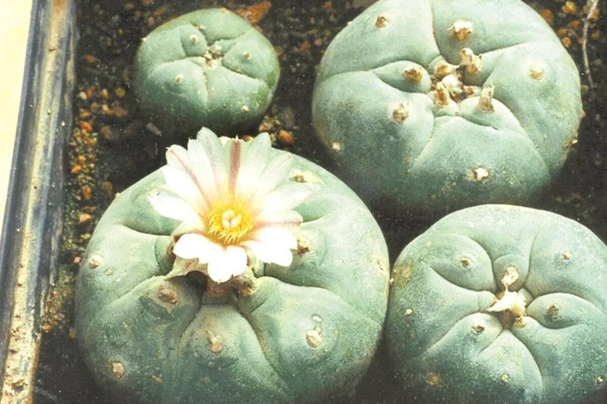 Suprema Corte desecha proyecto de sentencia sobre uso lúdico del peyote