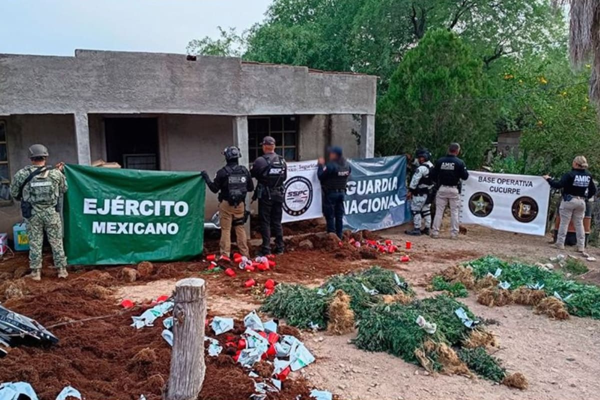 Decomisan más de 800 plantas de mariguana en Cucurpe