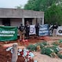 Decomisan más de 800 plantas de mariguana en Cucurpe