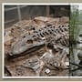 Encontraron un Mastodonsaurus de hace 240 millones de años que convivió con los primeros dinosaurios, un anfibio de casi 6 metros cuyo enorme esqueleto permitirá estudiar cómo vivía uno de los grandes depredadores acuáticos del Triásico
