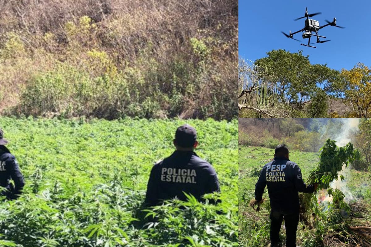 Localizan y destruyen 5 plantíos de marihuana en Álamos, Sonora
