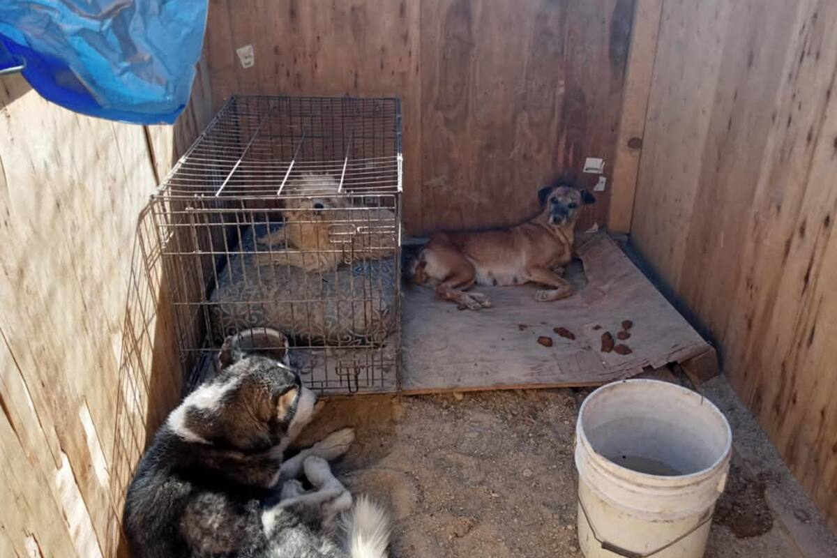 Rescata FGE a 16 perros de un ‘refugio’