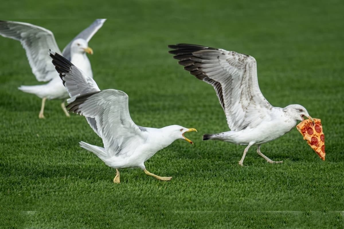 VIDEO: Gaviotas se pelean por pizza en medio del campo del Oracle Park durante el Mets vs Gigantes