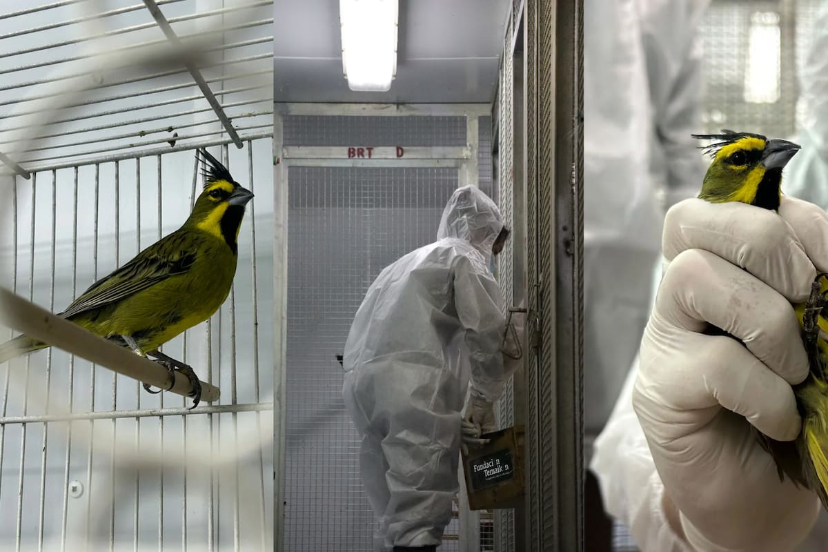 47 animales víctimas del tráfico ilegal regresaron de Uruguay a Argentina y ahora deberán pasar por controles sanitarios y rehabilitación antes de que los especialistas determinen si pueden volver a vivir en libertad