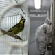 47 animales víctimas del tráfico ilegal vuelven a Argentina
