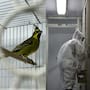 47 animales víctimas del tráfico ilegal regresaron de Uruguay a Argentina y ahora deberán pasar por controles sanitarios y rehabilitación antes de que los especialistas determinen si pueden volver a vivir en libertad