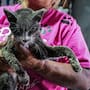 Muere “Esperanza” tras incendio en el Cañón del Padre
