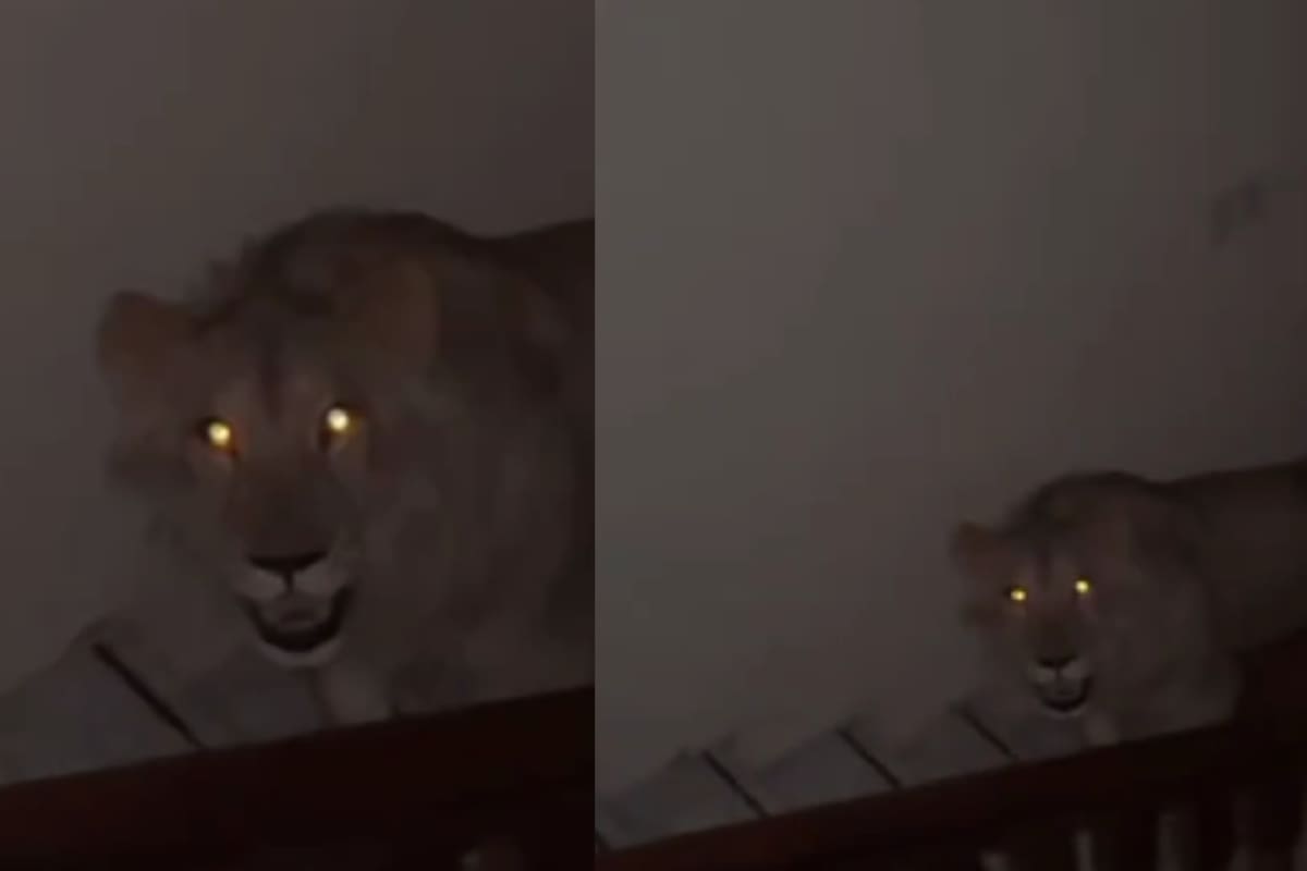 Turista en África descubre dos leones afuera de su cuarto al levantarse de madrugada