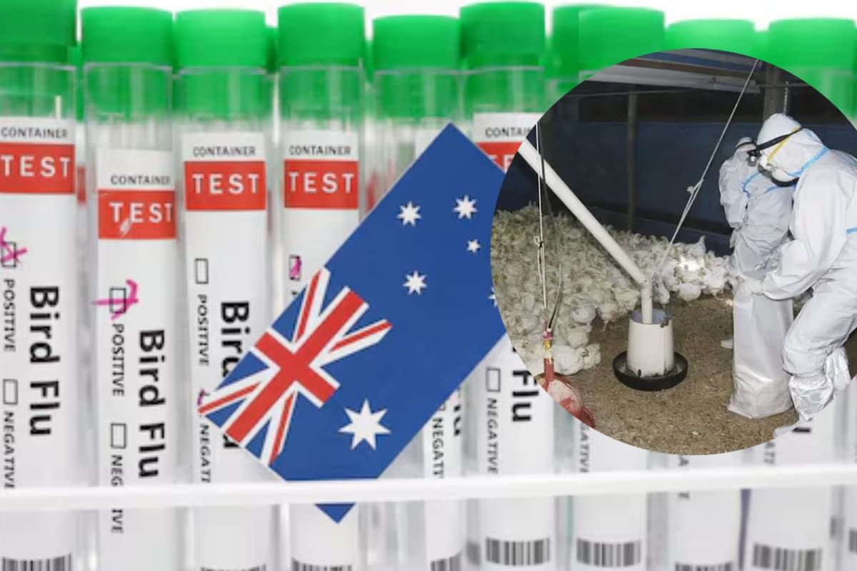 OMS informa primer caso de gripe aviar en Australia; es un niño