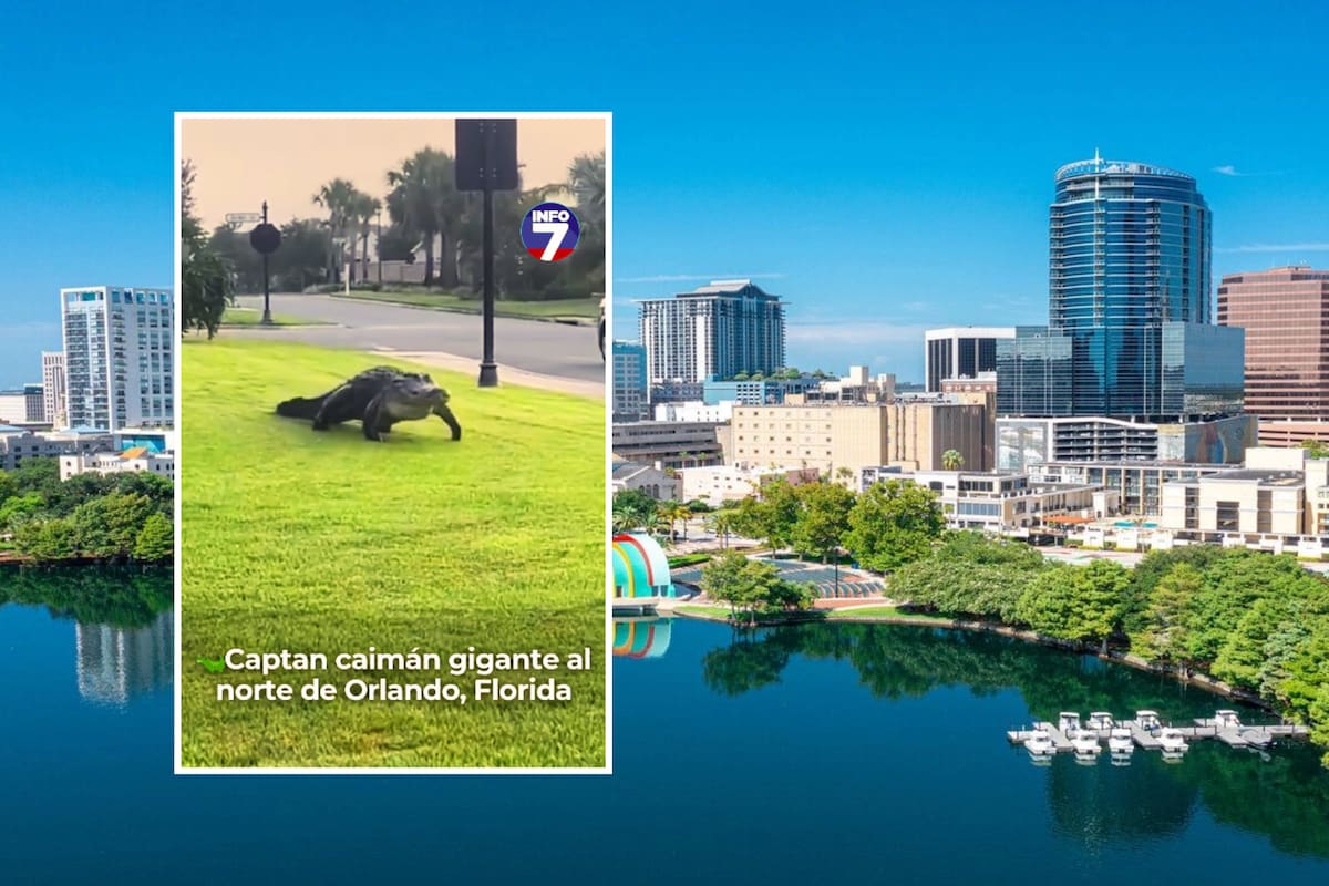 Caimán gigante sorprende al aparecer en plena calle de Florida