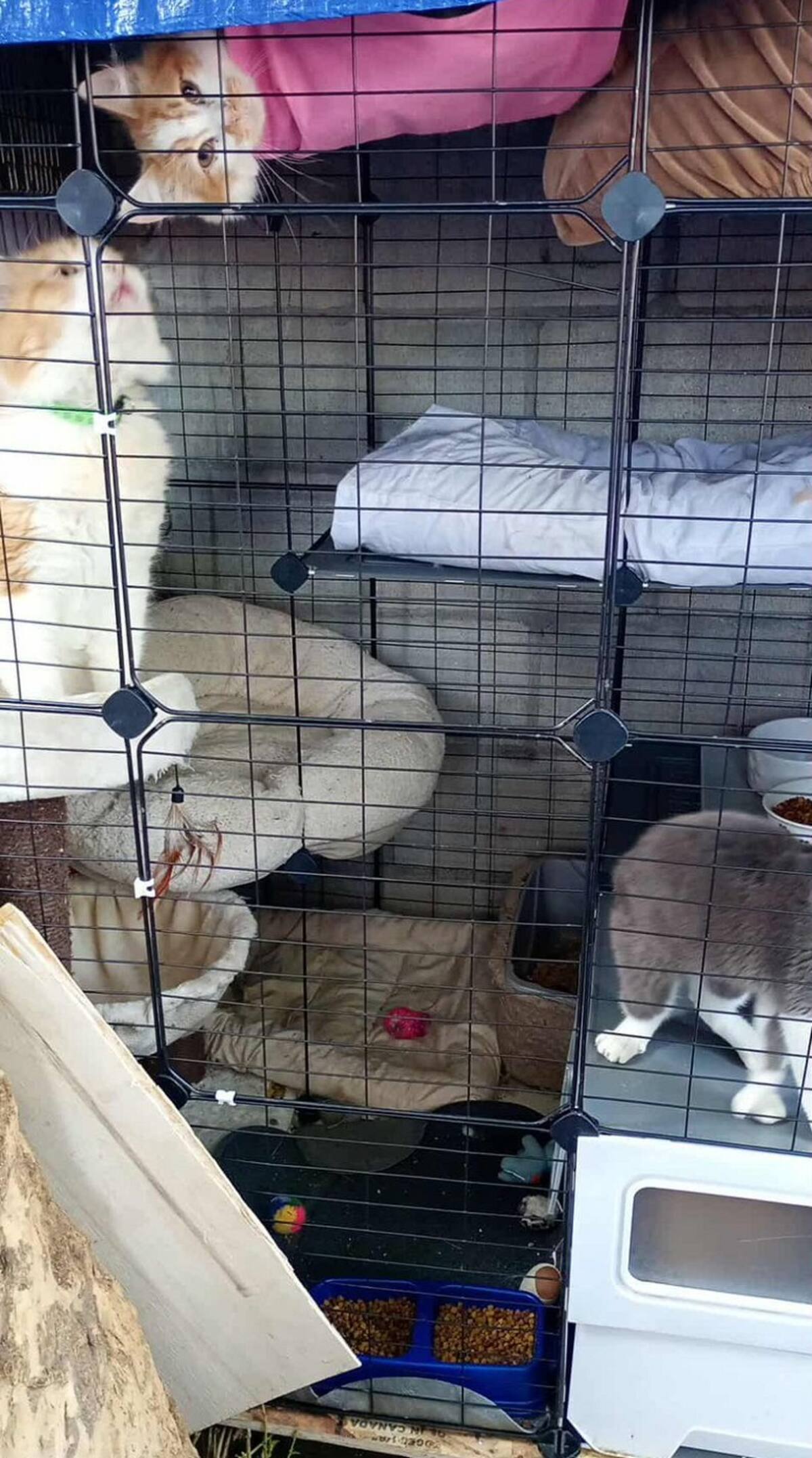 Se requiere pintura y mano de obra para adaptar el espacio como un hogar temporal seguro y digno para los gatos rescatados.