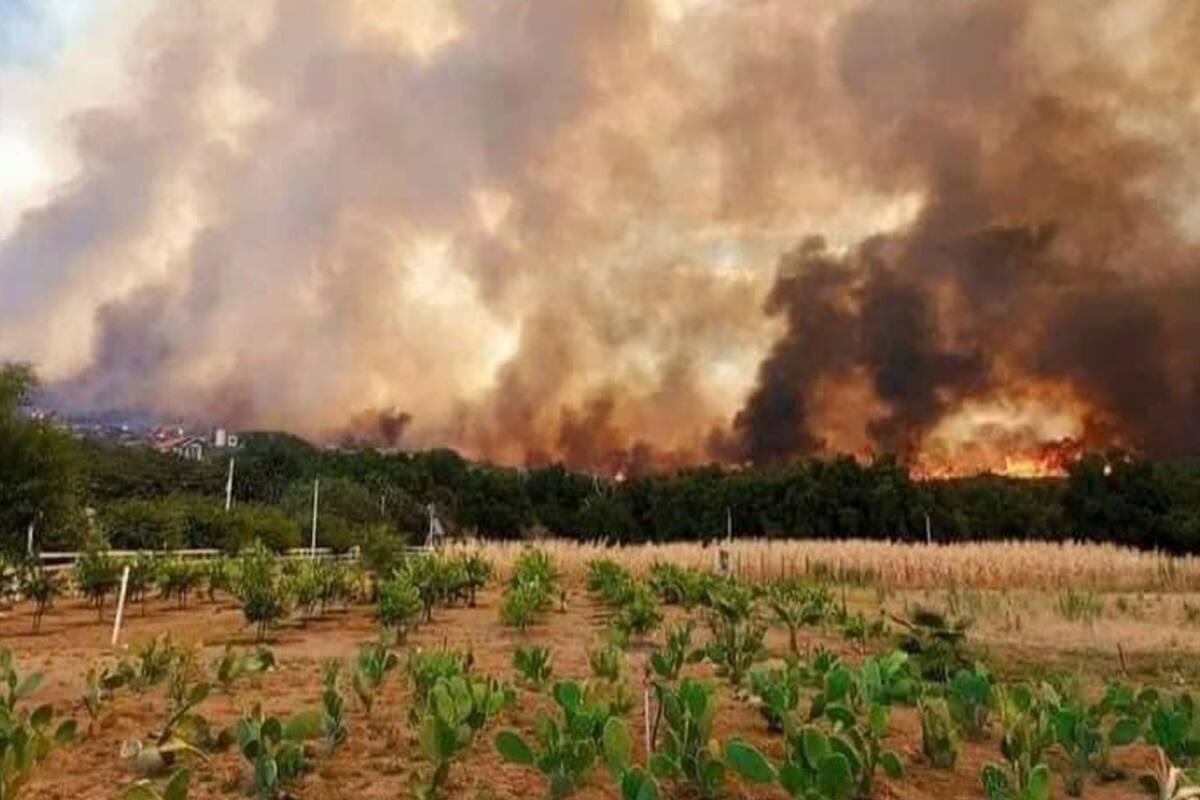 Controlan incendio forestal en Tecate