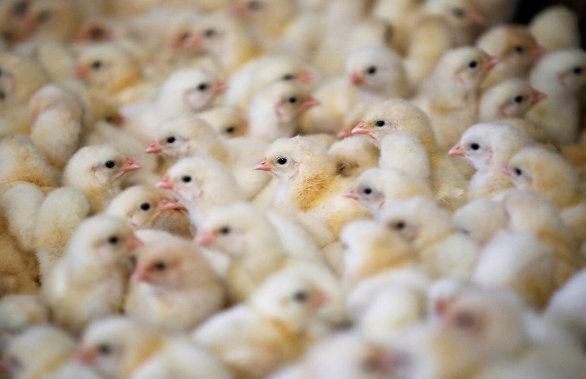 FOTO DE ARCHIVO; Pollos de gallina en una granja de Pruille-le-Chetif, Francia, el 4 de marzo de 2020. REUTERS/Stephane Mahe