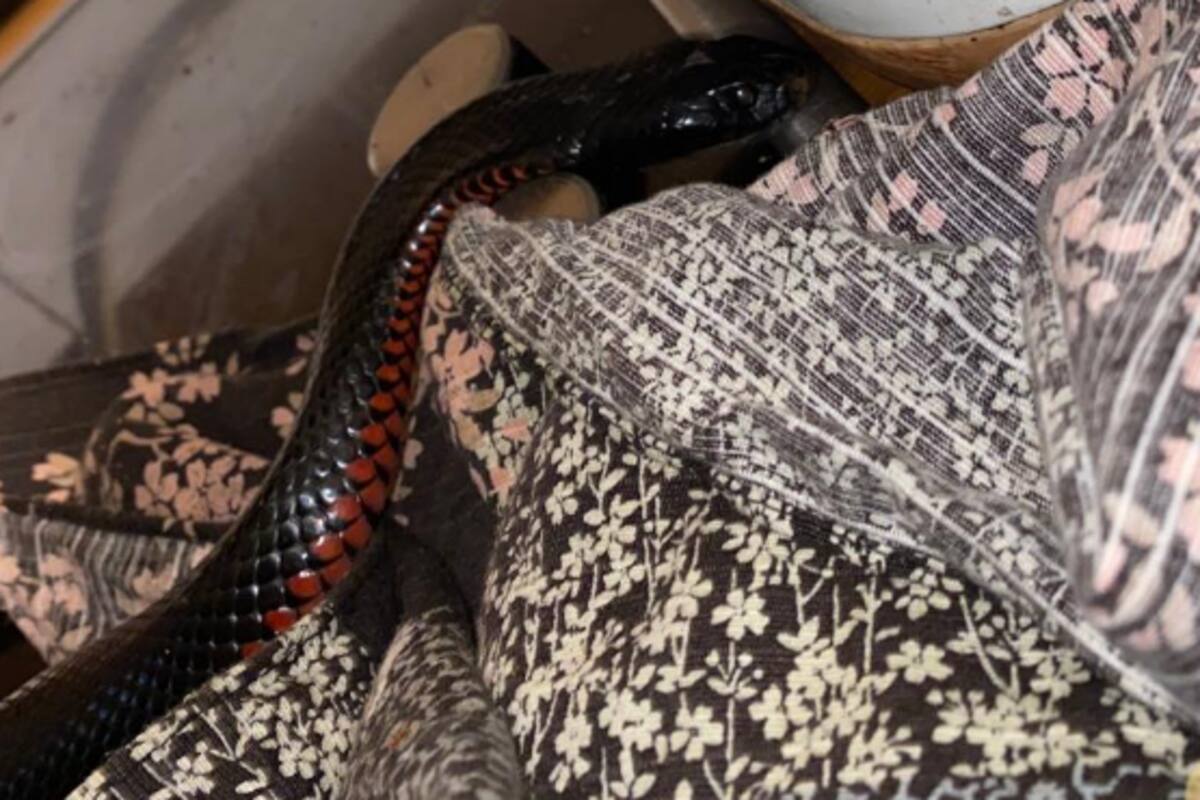 Se encuentra una serpiente detrás de su tostadora mientras se hacía el desayuno