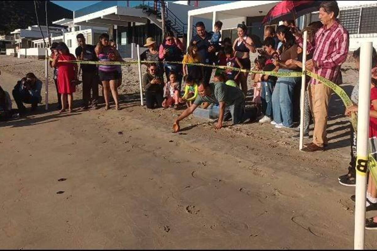 VIDEO: Inicia la liberación de tortugas golfinas en playa Miramar en Guaymas