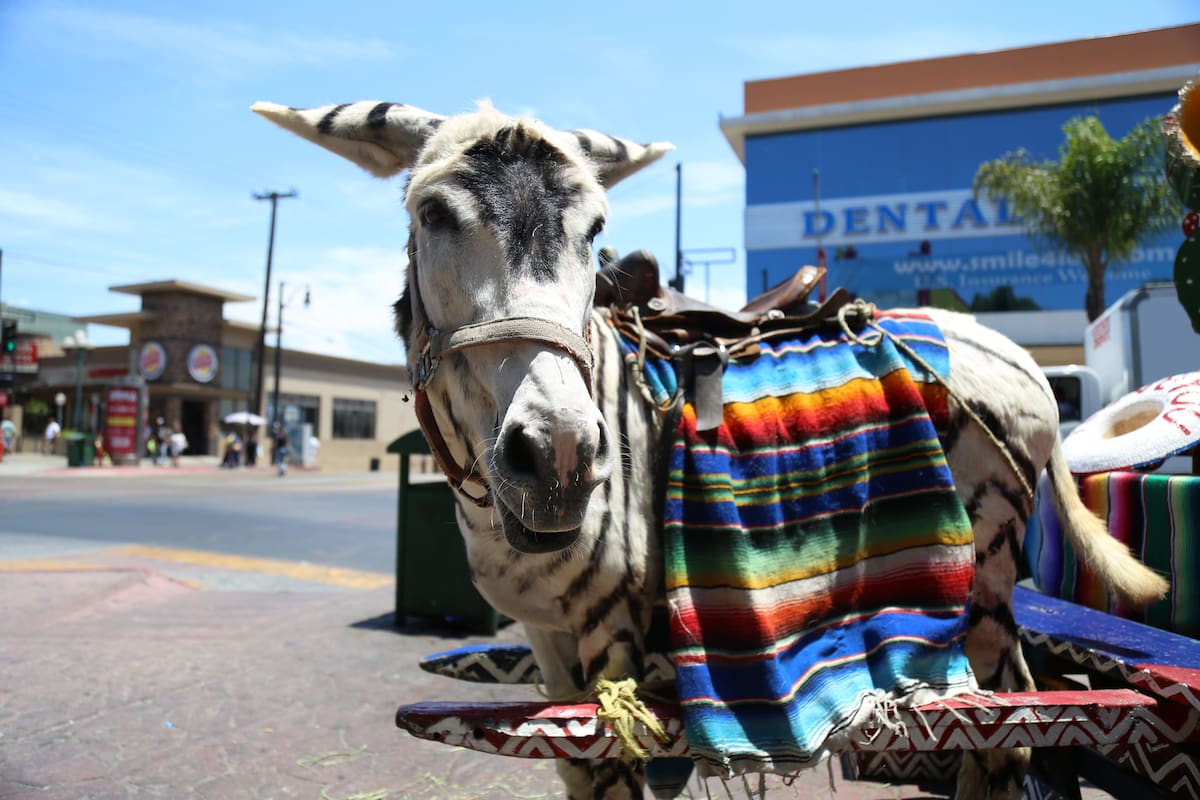 Activistas rechazan uso del ‘burro-cebra’