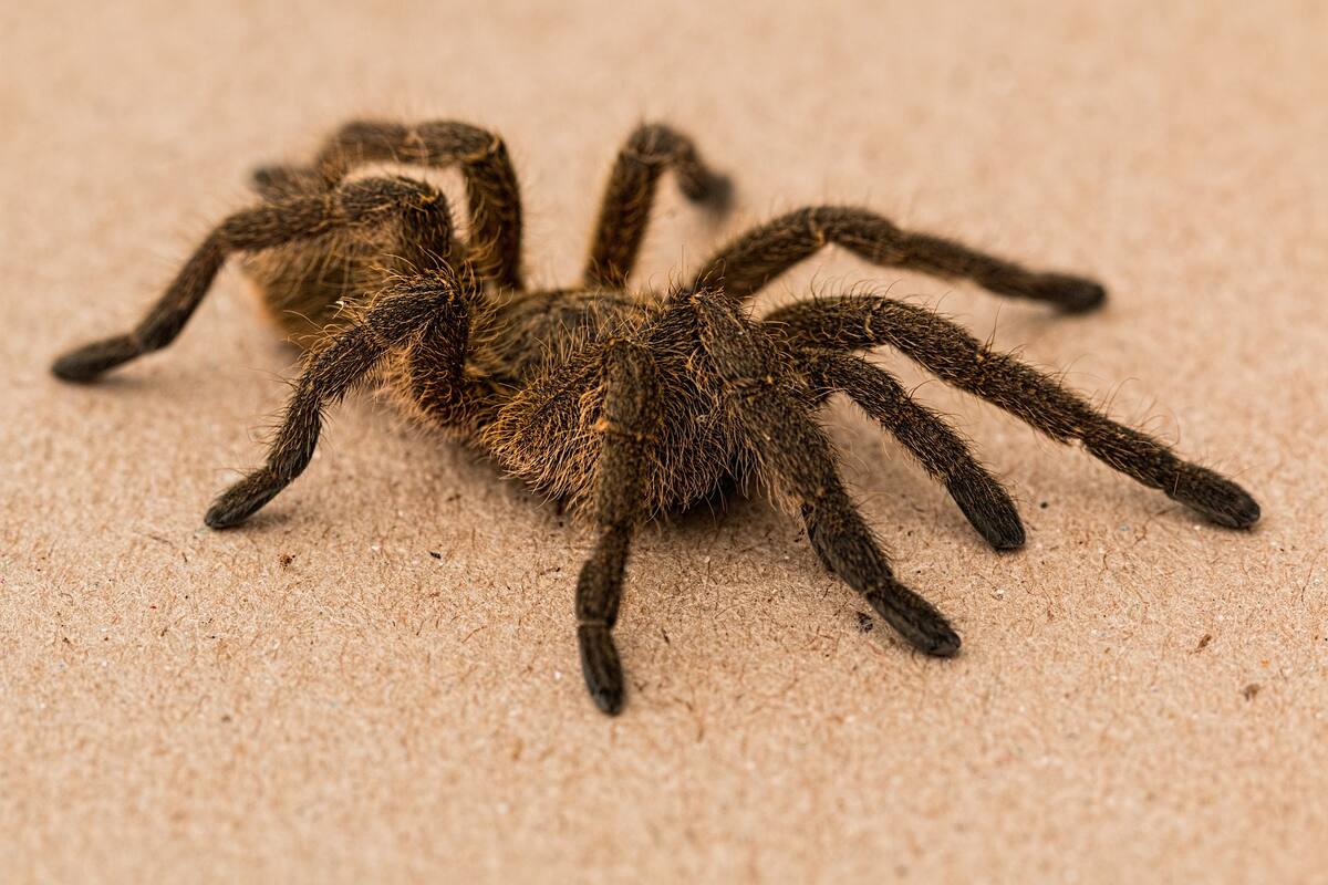 La mordedura de la araña babuino real podría ayudar a curar el dolor crónico