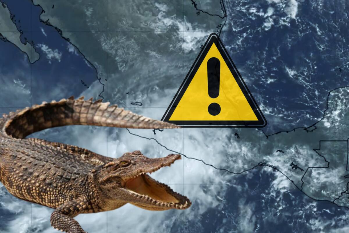 Alertan por cocodrilos de hasta 4 metros en Oaxaca tras paso del huracán John (VIDEO)