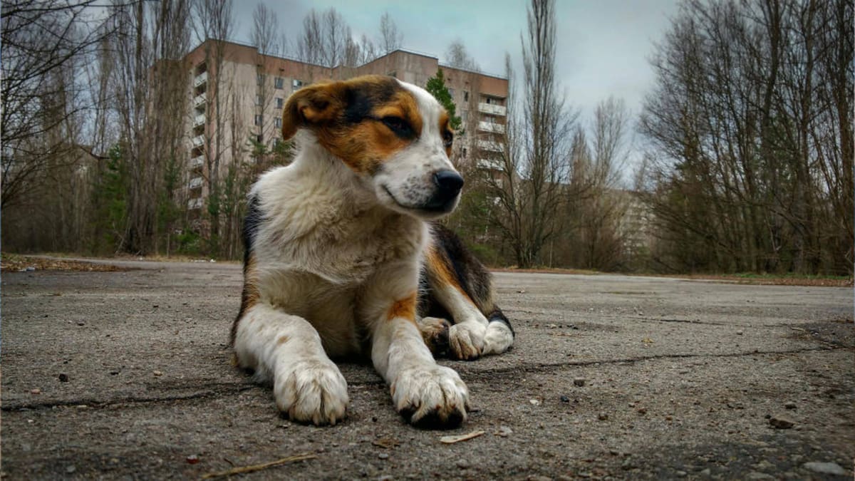¿Cómo se adaptaron los perros al desastre nuclear en Chernobyl? / Foto: Especial