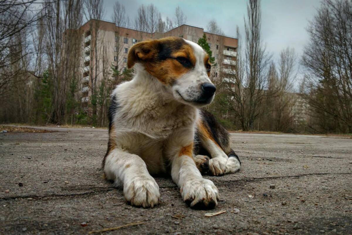 ¿Cómo se adaptaron los perros al desastre nuclear en Chernobyl?