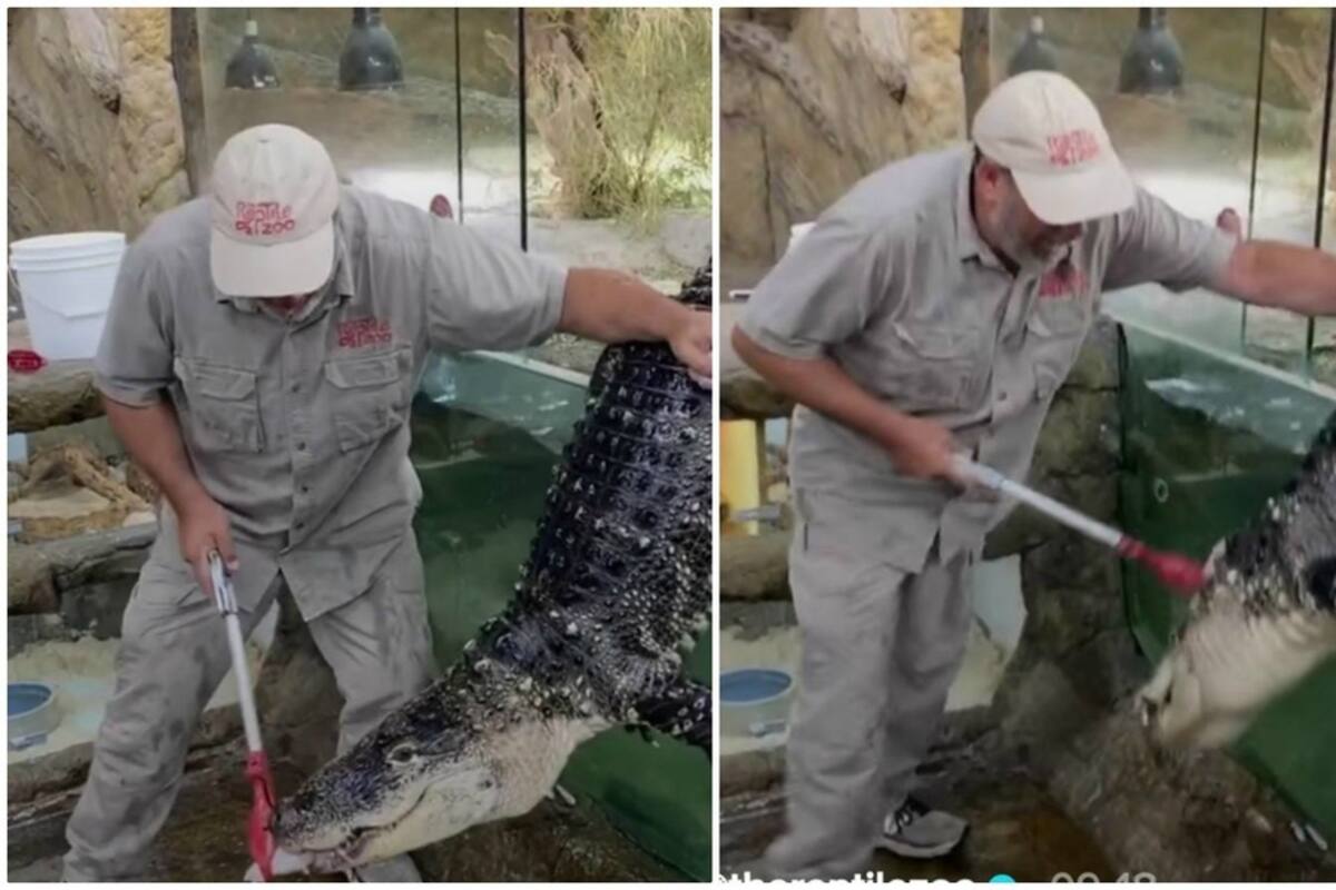 Cocodrilo escapa de su estanque en zoológico mientras es alimentado