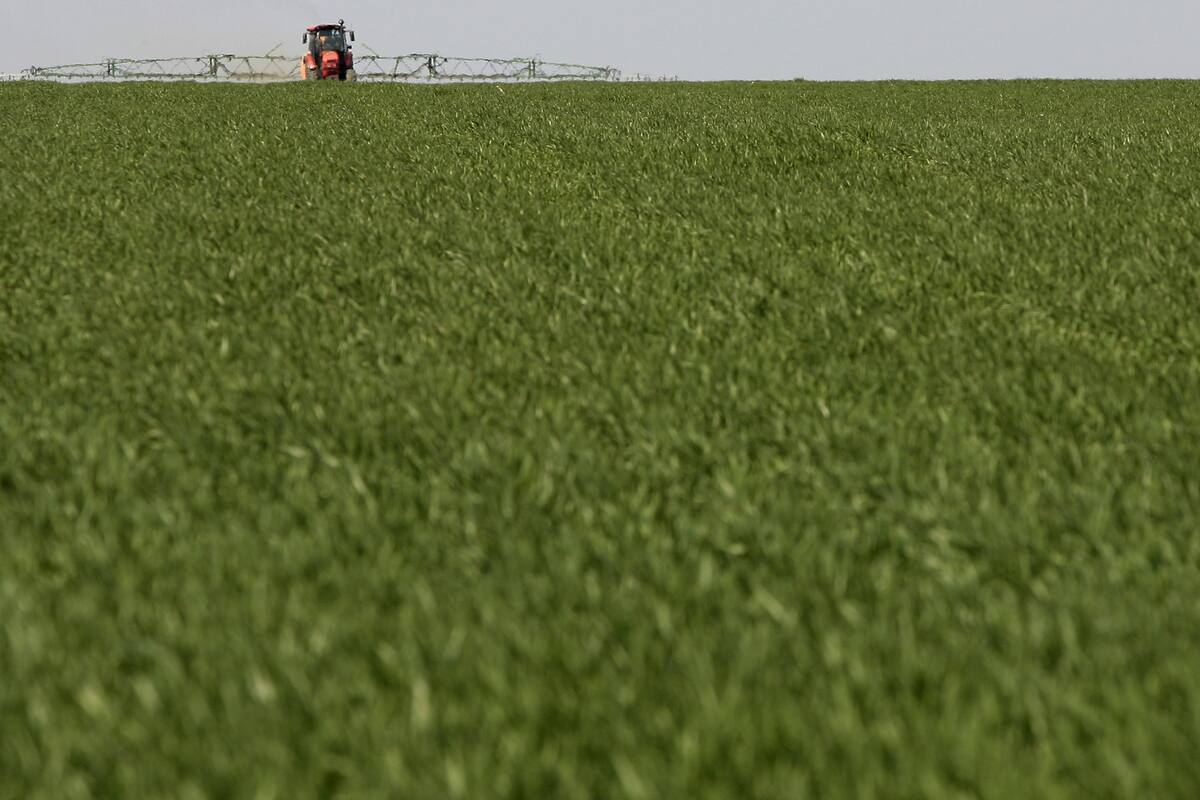 Rusia prohibirá la exportación de semillas de girasol e impondrá una cuota al aceite