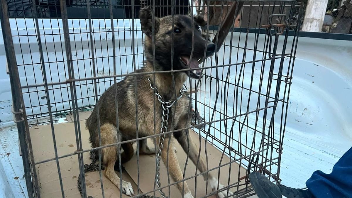 Rescatan a dos perros con signos de desnutrición tras denuncia en Ensenada