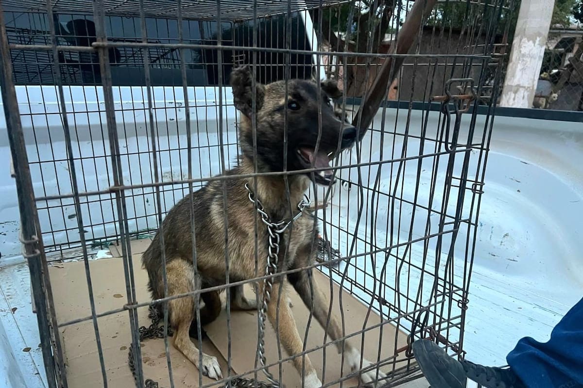 Rescatan a dos perros con signos de desnutrición tras denuncia en Ensenada