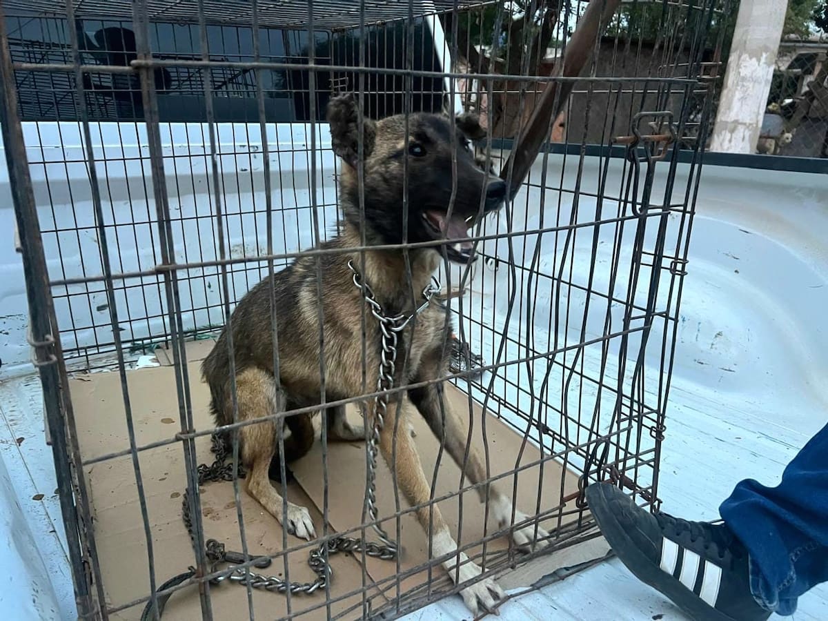 Rescatan a dos perros con signos de desnutrición tras denuncia en Ensenada. Foto: Cortesía