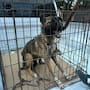Rescatan a dos perros con signos de desnutrición tras denuncia en Ensenada