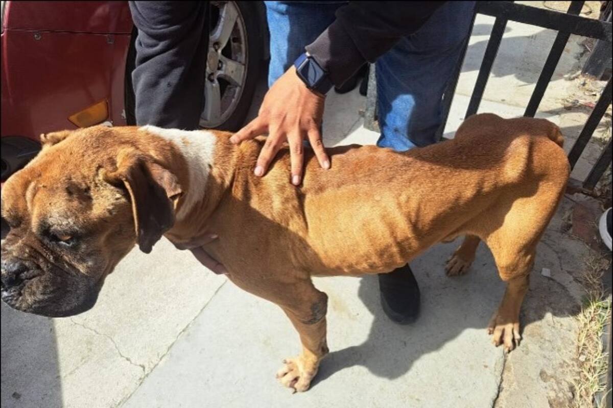 Rescatan a dos caninos tras cateo en Tecate