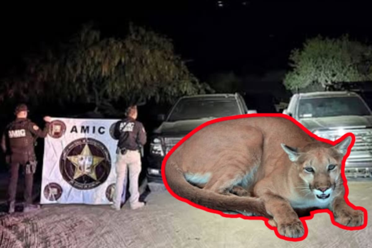 Cateo en Magdalena de Kino revela arsenal, drogas, vehículos blindados y hasta un puma en cautiverio