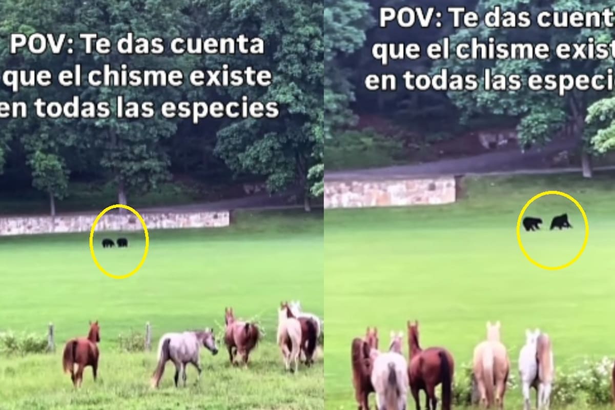 El chisme es universal: Captan a una manada de caballos formarse mientras dos osos se peleaban frente a ellos