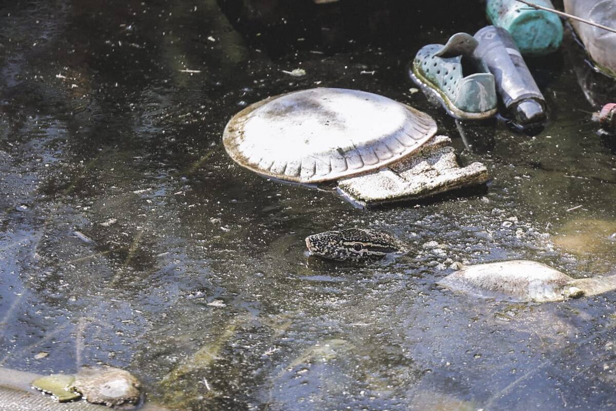 Podrían ser dos los varanos que se encuentran en dren cerca de los Pueblas