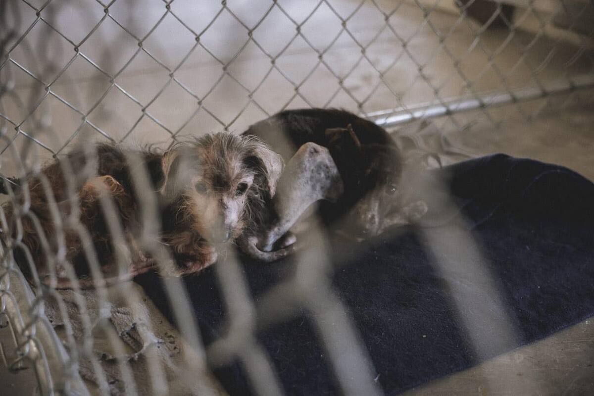 Suman 14 denuncias por maltrato animal en lo que va del año