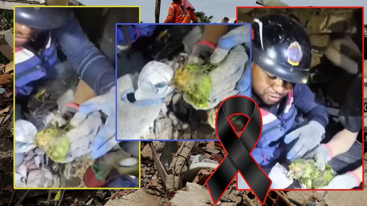 Muere Panchito, el loro que estuvo bajo los escombros en Venezuela y fue rescatado con vida nueve días luego que lo localizaran los bomberos