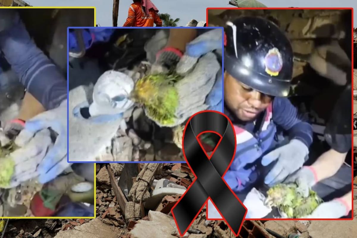 Muere Panchito, el loro que estuvo bajo los escombros en Venezuela y fue rescatado con vida nueve días luego que lo localizaran los bomberos