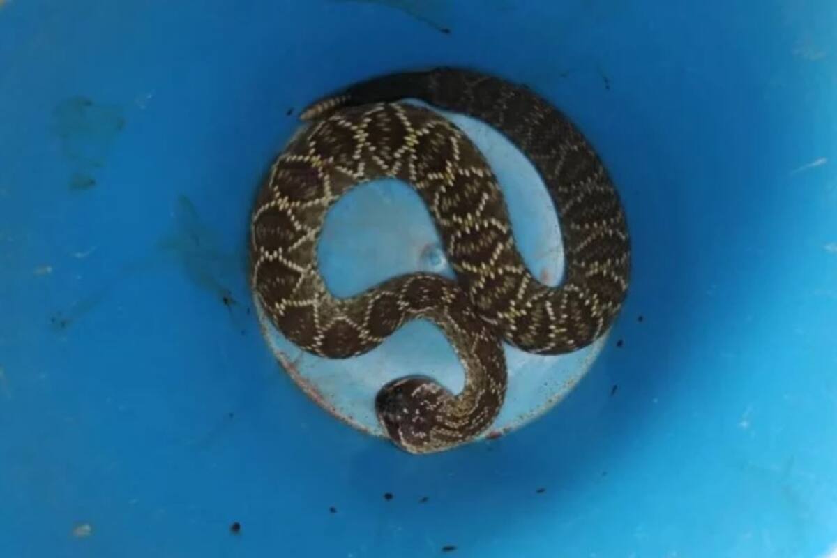Congreso de Guanajuato en problemas con Profepa por muerte de serpiente
