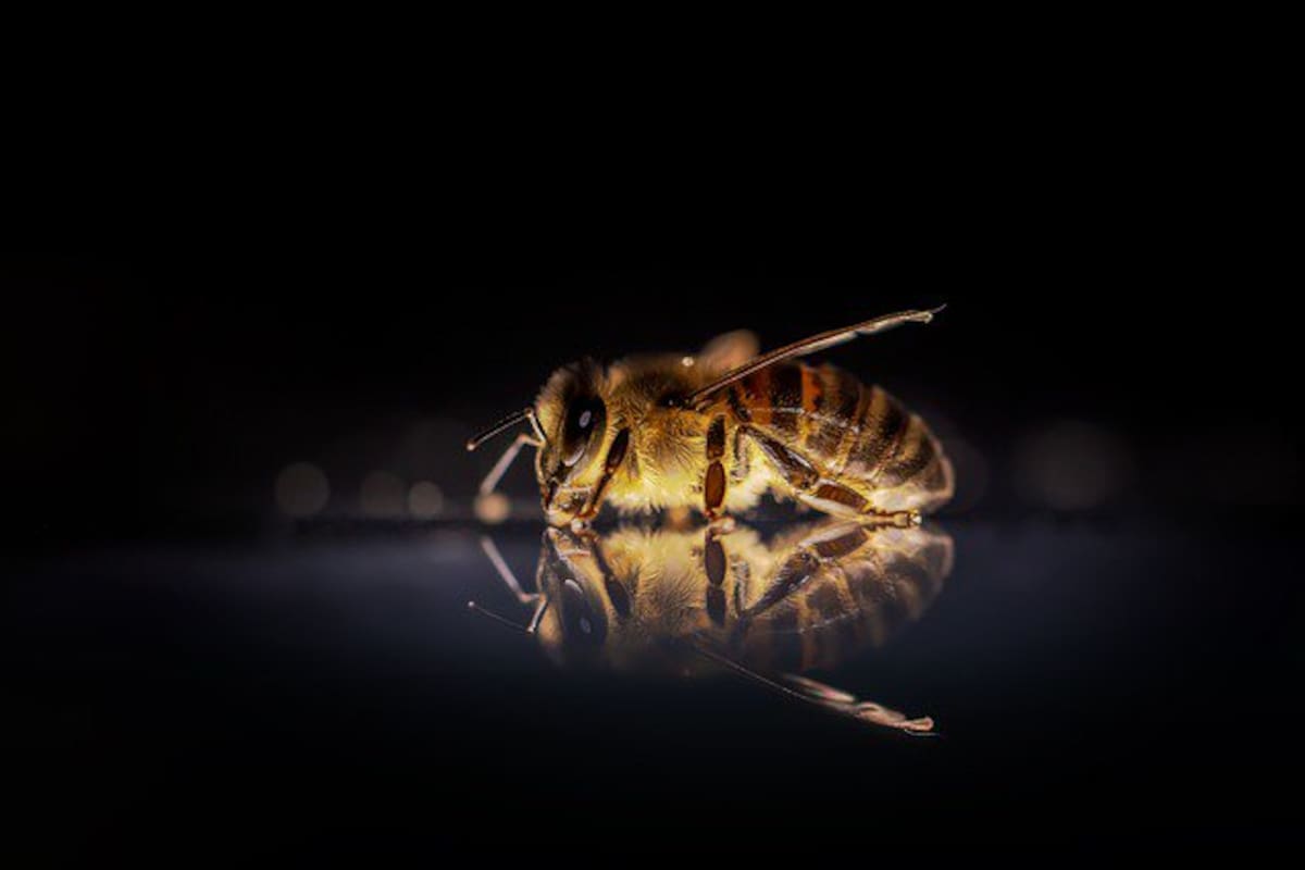 Peligran 2 mil especies de abeja en México