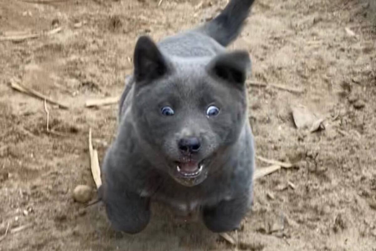 Cachorro parecido a un gato se convierte en un fenómeno viral