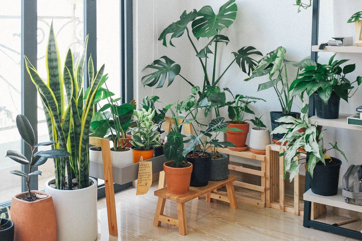 Plantas para refrescar tu hogar en temporada de calor