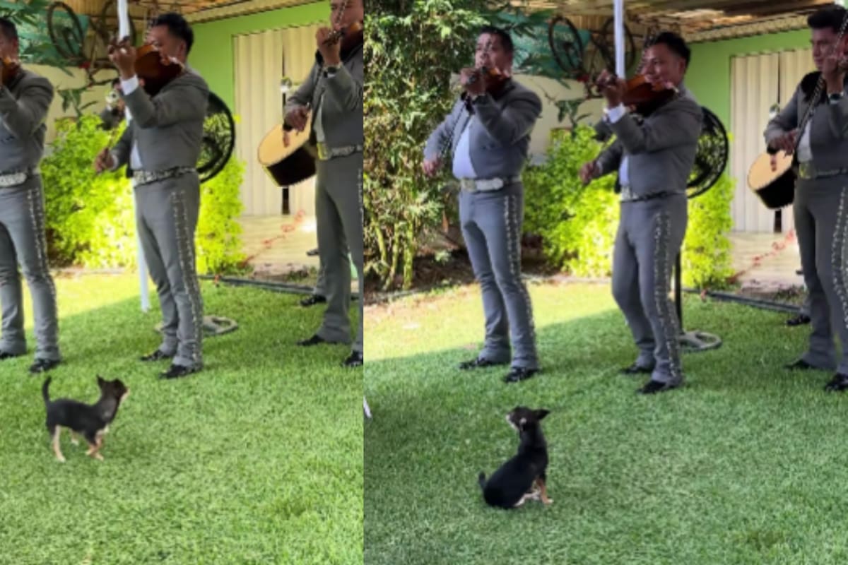 Chihuahua roba miradas al disfrutar de un mariachi en vivo