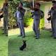 Chihuahua roba miradas al disfrutar de un mariachi en vivo