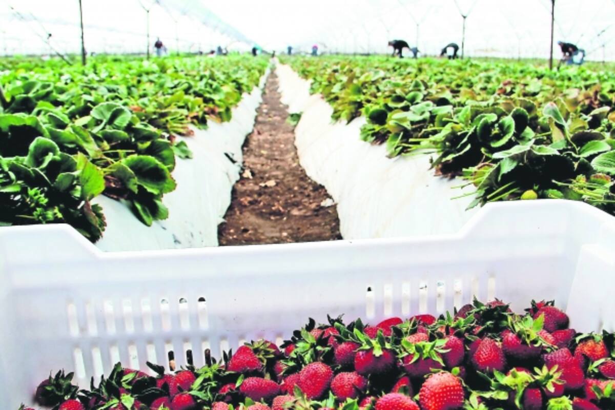 Sader presume crecimiento en exportaciones agroalimentarias