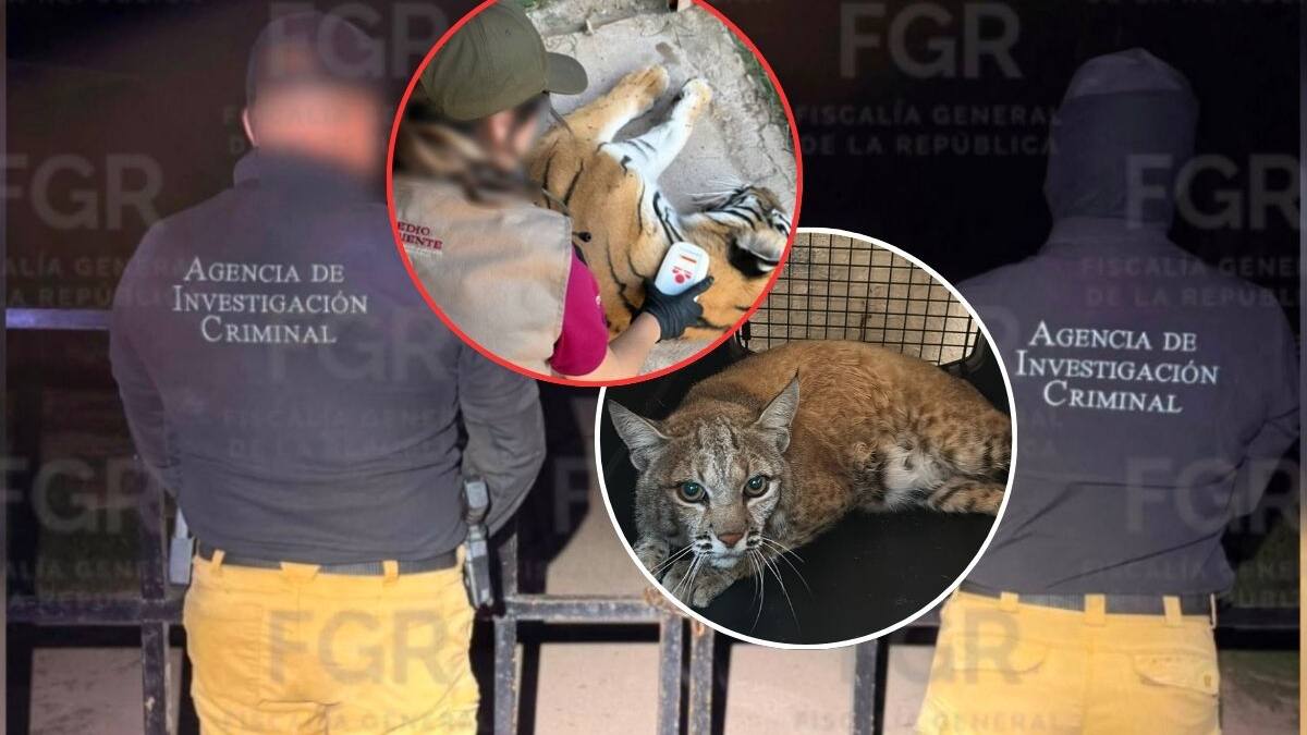 Profepa resguarda tres tigres, un ocelote y un lince tras cateo de la FGR en Durango; los felinos presentaban deshidratación y mutilaciones