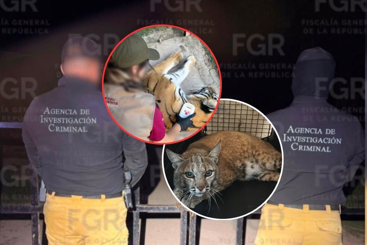 Profepa resguarda tres tigres, un ocelote y un lince tras cateo de la FGR en Durango; los felinos presentaban deshidratación y mutilaciones